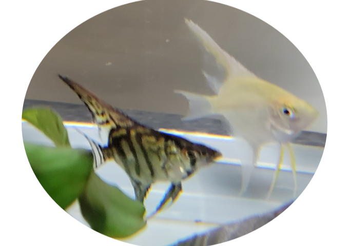 aquakoubousuien